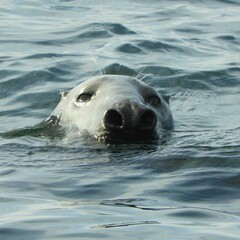 Halichoerus grypus grypus