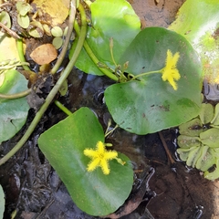 Nymphoides thunbergiana