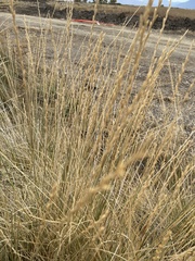 Thinopyrum obtusiflorum