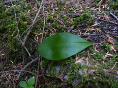 Clintonia
