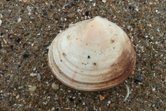 Arcopagia crassa