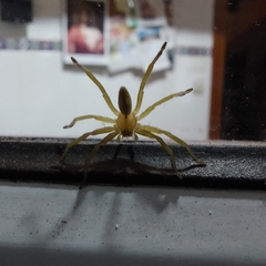 Micrommata