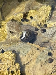 Tegula gallina