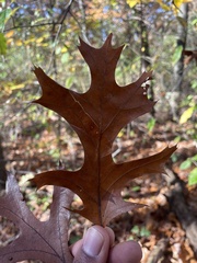 Quercus coccinea