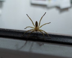 Micrommata