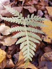 Phegopteris