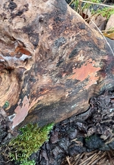 Peniophora incarnata