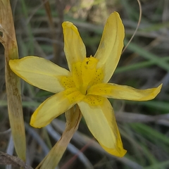 Moraea pallida