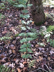 Dryopteris × boottii