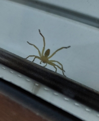 Micrommata