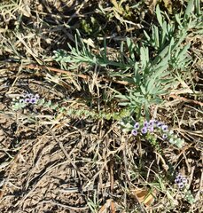 Heliotropium curassavicum