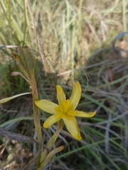 Moraea pallida
