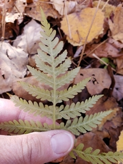 Phegopteris