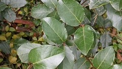 Laurus azorica