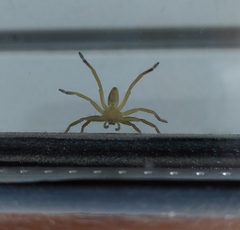 Micrommata