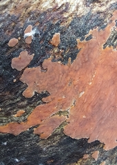 Peniophora incarnata