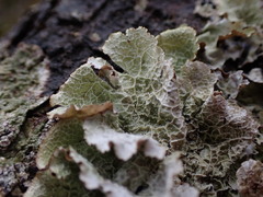Platismatia norvegica