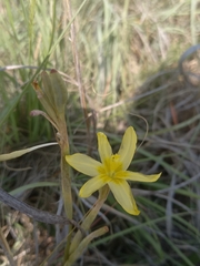 Moraea pallida