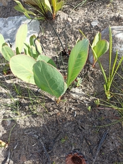 Protea acaulos