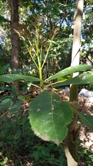 Kigelia africana