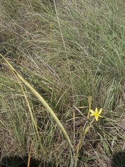 Moraea pallida