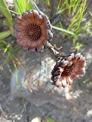 Protea acaulos