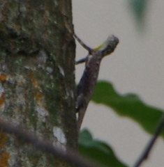 Draco sumatranus