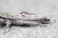 Holoplatys apressus