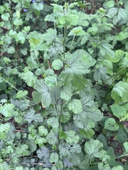 Hibiscus pedunculatus