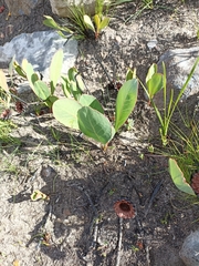Protea acaulos