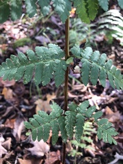Dryopteris × boottii