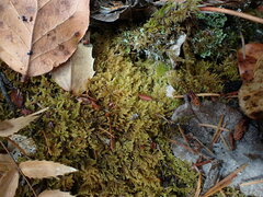 Stereodon subimponens