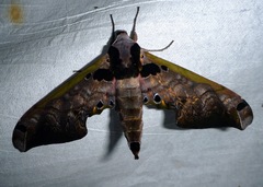 Adhemarius sexoculata
