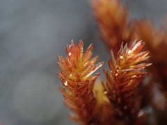 Imbribryum