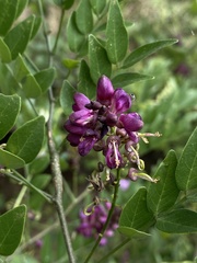 Lonchocarpus