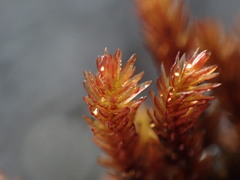 Imbribryum
