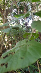 Abutilon grandifolium