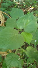 Abutilon grandifolium
