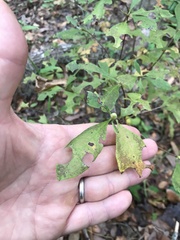 Rhododendron atlanticum