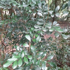 Ptaeroxylon obliquum
