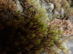 Dichodontium pellucidum