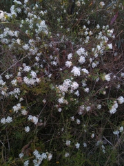 Pimelea linifolia
