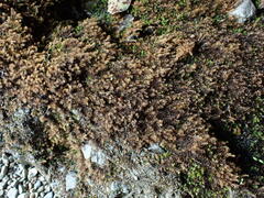 Dichodontium pellucidum