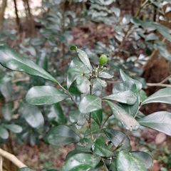 Ptaeroxylon obliquum