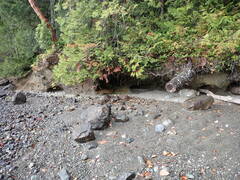 Dichodontium pellucidum