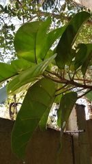 Ficus lutea