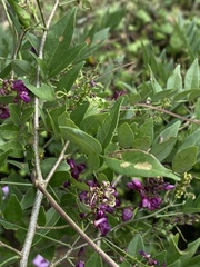 Lonchocarpus