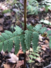 Dryopteris × boottii