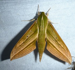 Xylophanes