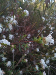Pimelea linifolia